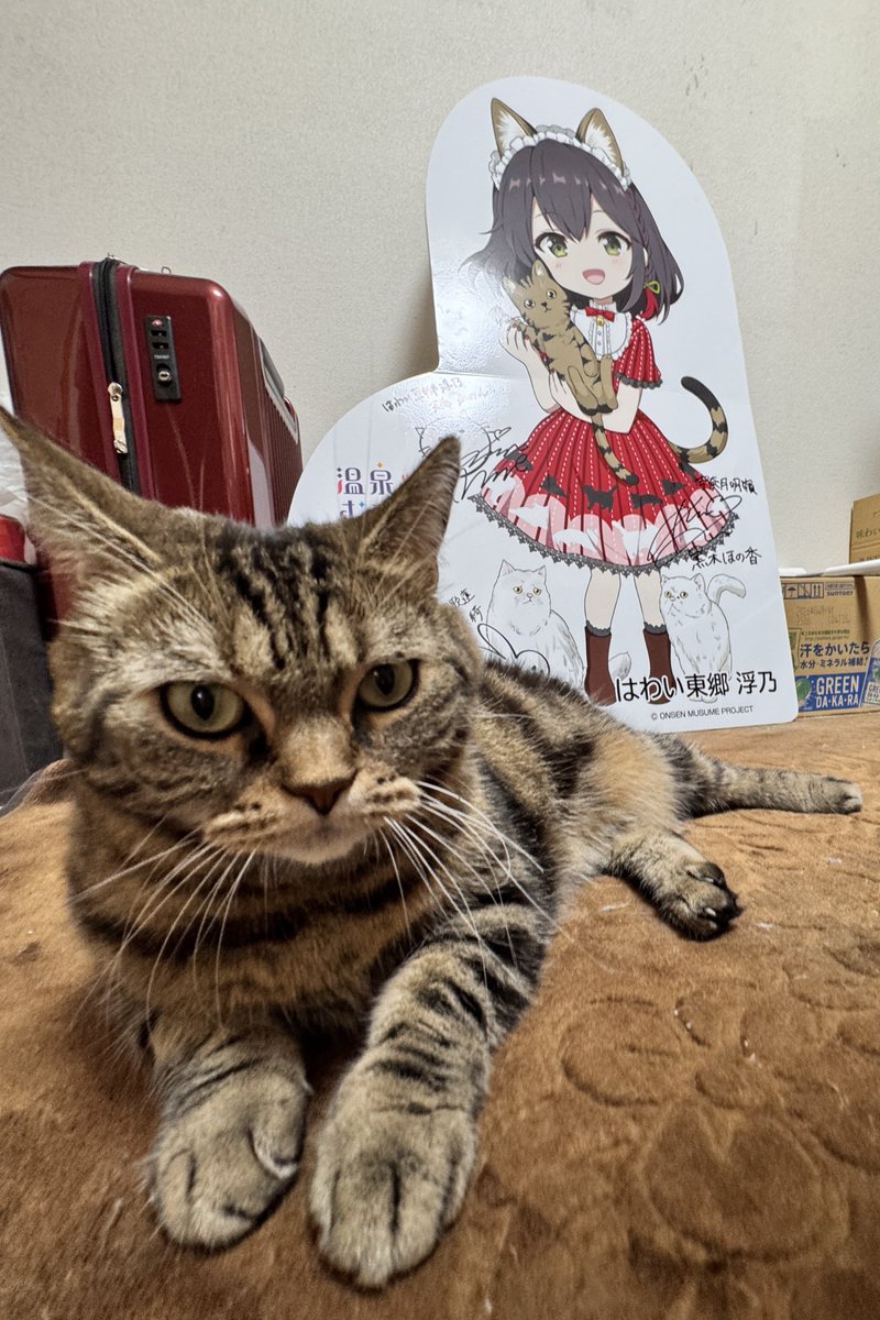 ル・リアンさんにお邪魔しました✨
おたねちゃん初めまして🍐🍊🥰
(柿の絵文字なかったのでミカン🙃)

うきにゃん可愛すぎる💕
ふぅちゃんめっちゃおりこうさんで可愛かった〜💕🐈💕

#おたねちゃん
#はわい東郷浮乃