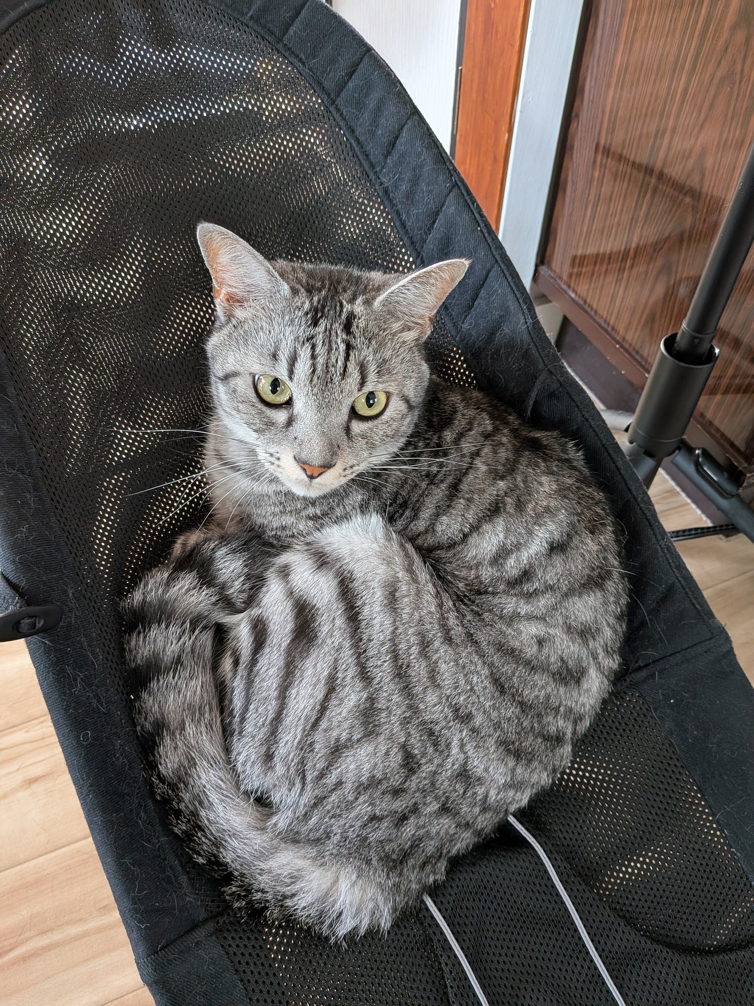 ねこ H2202 お互いに抱き合う猫 木彫り猫2.0 JXK Studio出品