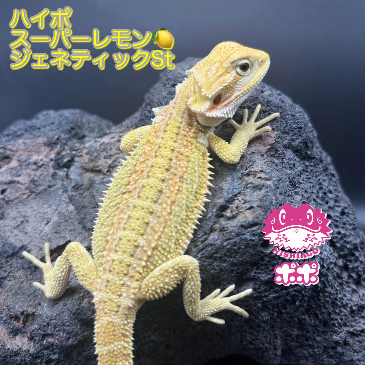 ポポのケージ (@poponocage) / X