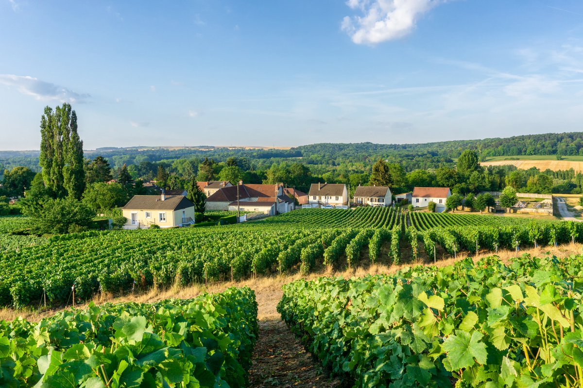 AutoEuropeAUNZ's tweet photo. Explore the #French countryside at your own pace 🌿🍇

From #Bordeaux’s vineyards &amp; Loire châteaux to Provence lavender &amp; #Normandy villages 🌻🏰

Take the scenic route &amp; let #France surprise you 🇫🇷💫 https://t.co/VkprG3hE1b