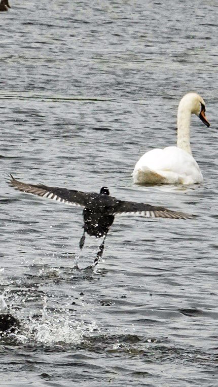 #Flyday Coot