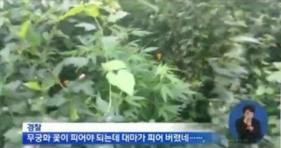 우리 집 대마 친구들은 모두 안녕하고?