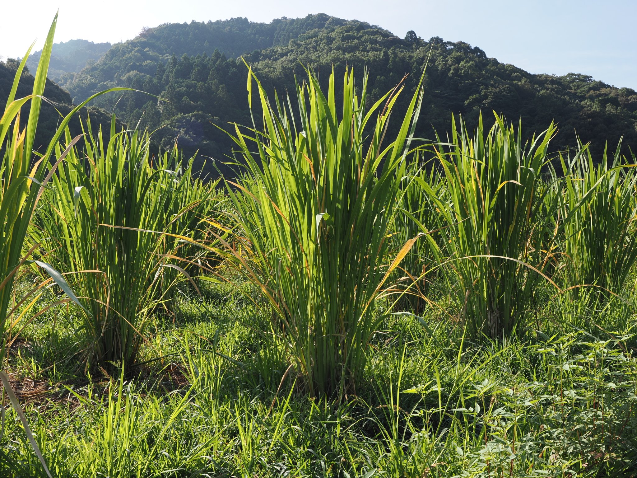 マコモダケ苗 100株　Meifan マコモダケ苗 100株 Meifan マコモダケ苗 100株 Meifan様専用