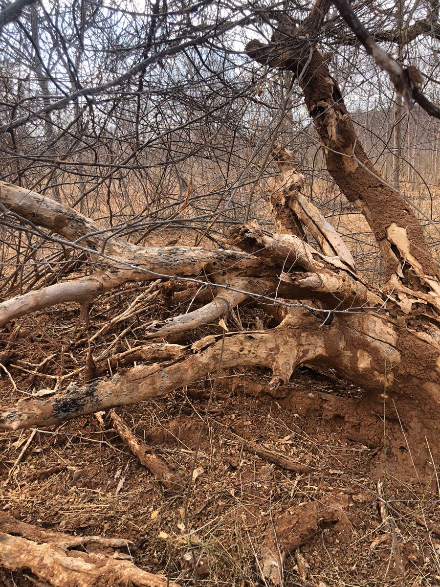 A fallen tree is not dead. This tree is a hot-spot for biodiversity and giving ecosystem restoration a longlasting boost. africawoodgrow.org