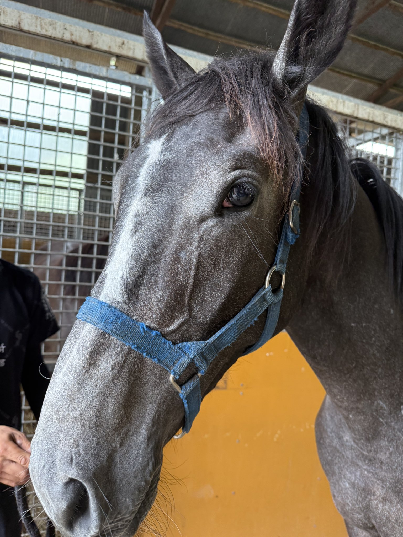 昴 subaru (@pleiade5ubaru) / X