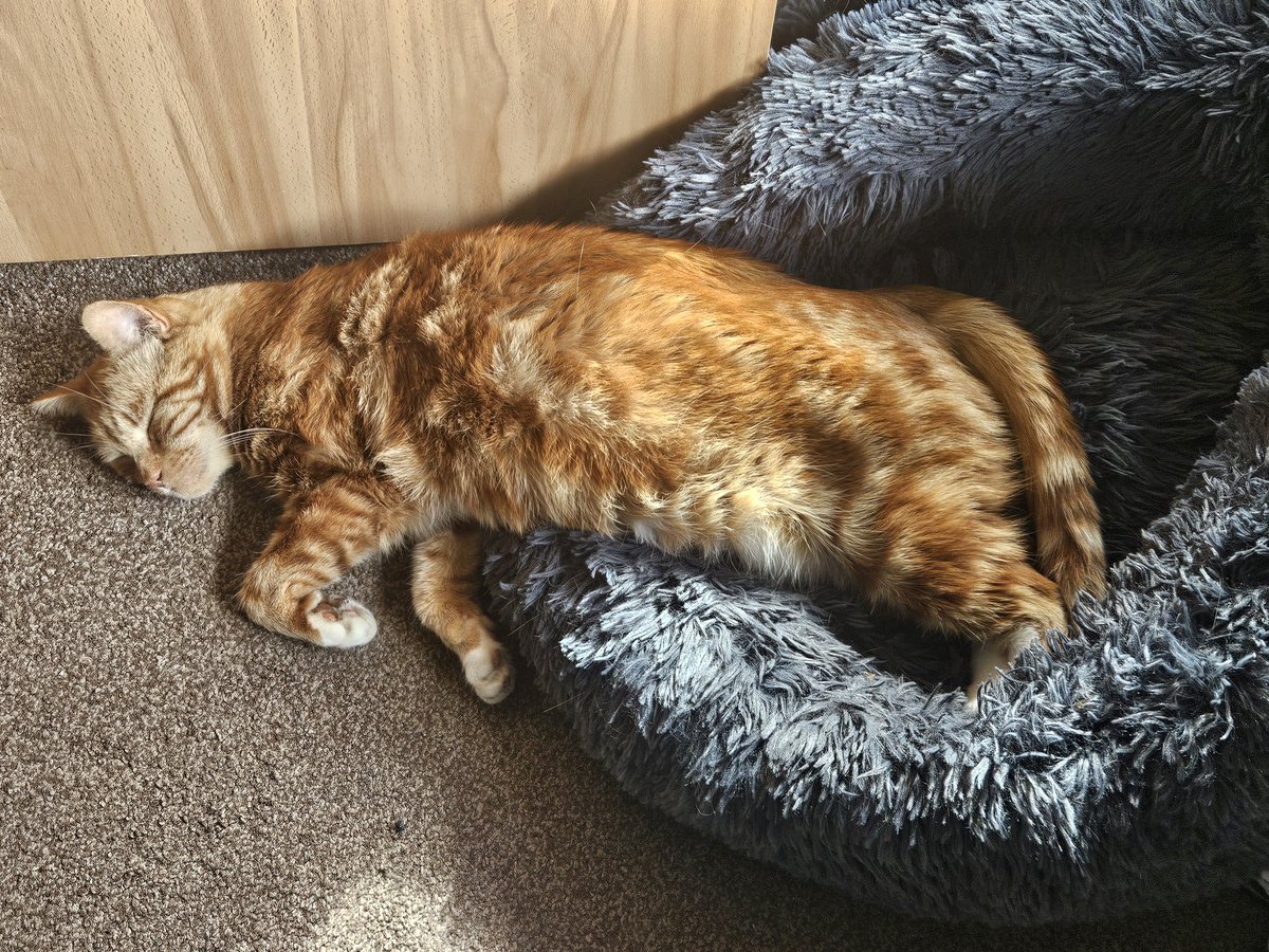 This dude has just dropped a truly horrendous fart and promptly left the room. I am now choking in the resulting miasma. Cheers Gizmo!🤢 #CatsOfTwitter #CatsOfX