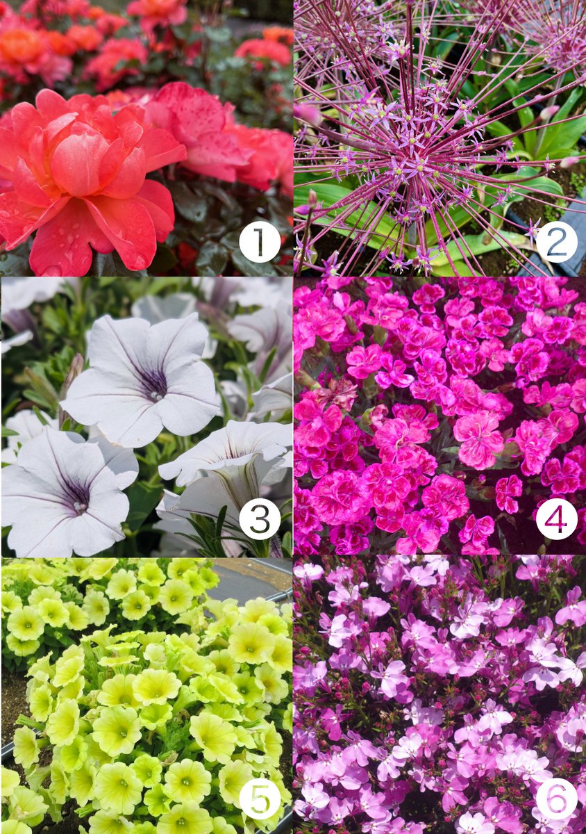 注目品種はこれ🌼 植栽試験から vol.2 ＼ GREEN×EXPO 2027 植物課