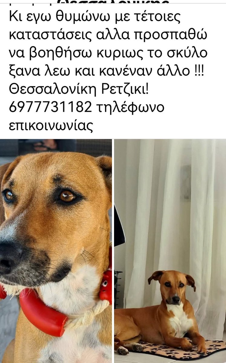 Θεσσαλονίκη ‼️🆘‼️🆘‼️🆘‼️🆘‼️η Μόκα ψάχνει νέα οικογένεια. Πάμε παιδιά μήπως ανοίξει μια αγκαλιά. 🏡🐕❤️