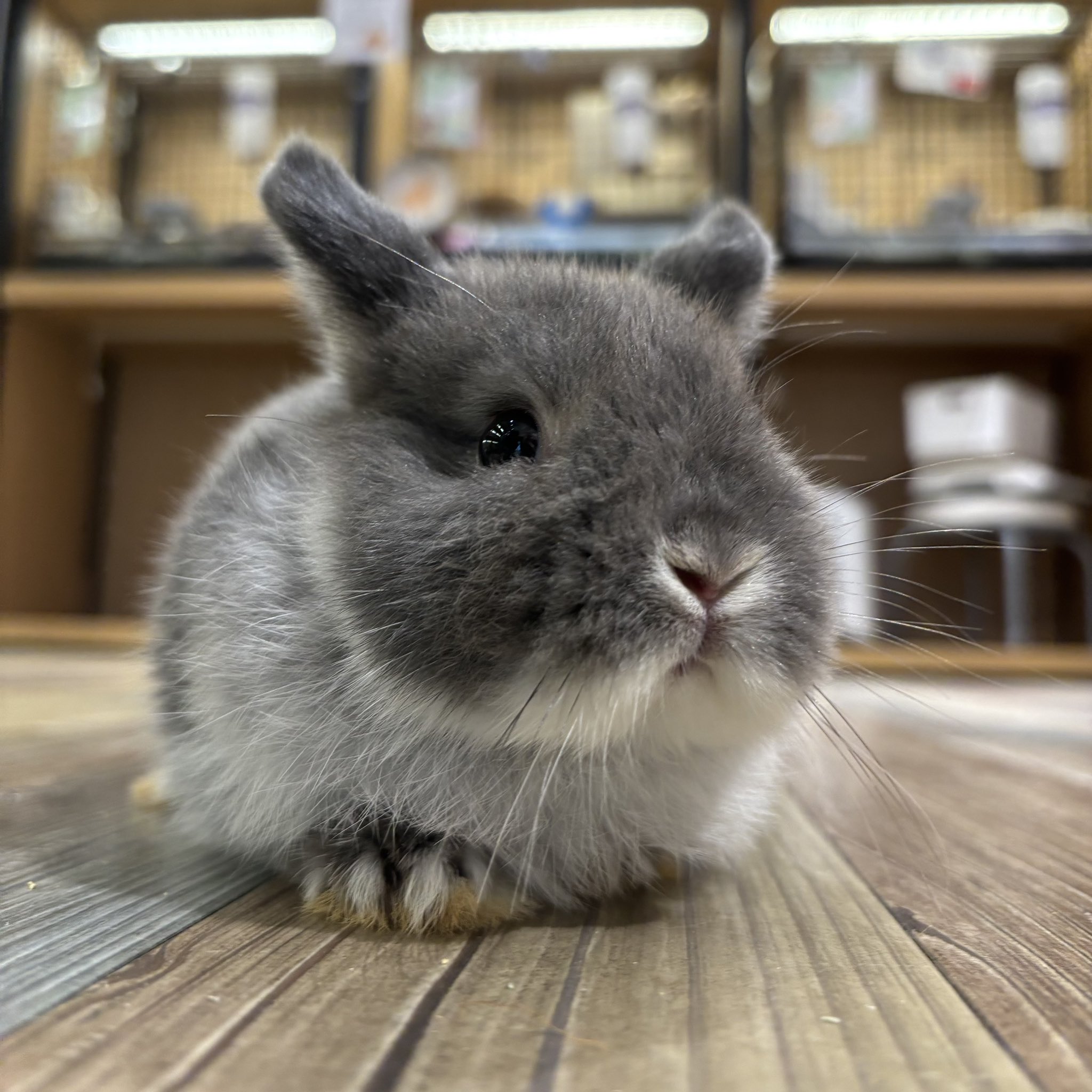 うさぎ 木製おさんぽ うさぎ - チャイルドショップ ｜チャイルド社公式