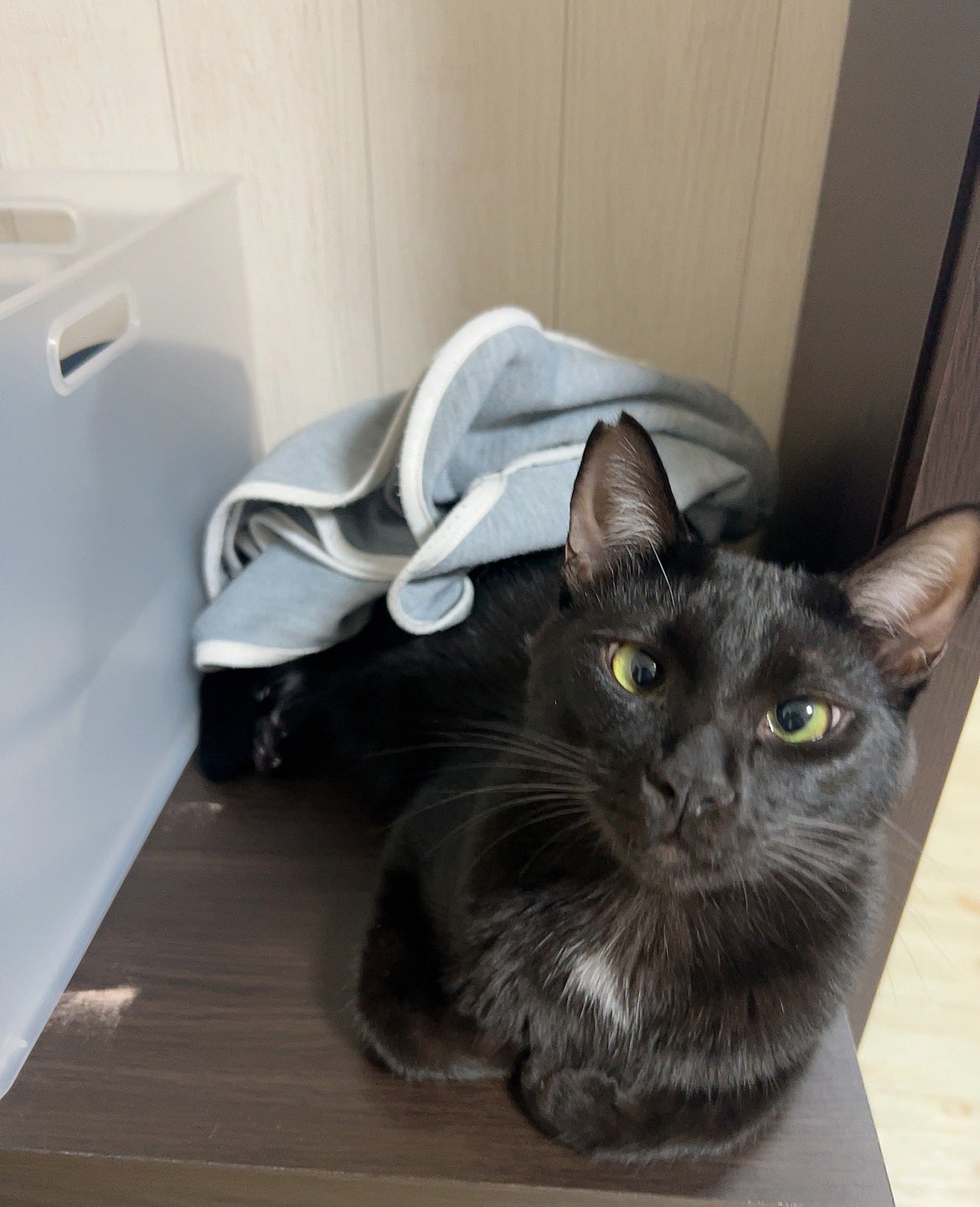 黒猫 くろねこ通信 (メディアックスMOOK) |本 | 通販 | Amazon