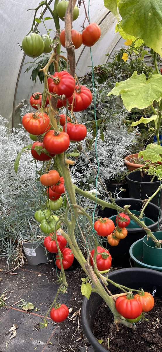 It’s been a real struggle to grow anything in the drought and 4 heatwaves! But these are so tasty! Worth it in the end.