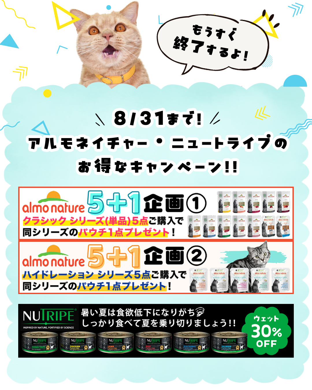 猫用品のゴロにゃん (@56nyan_com) / X