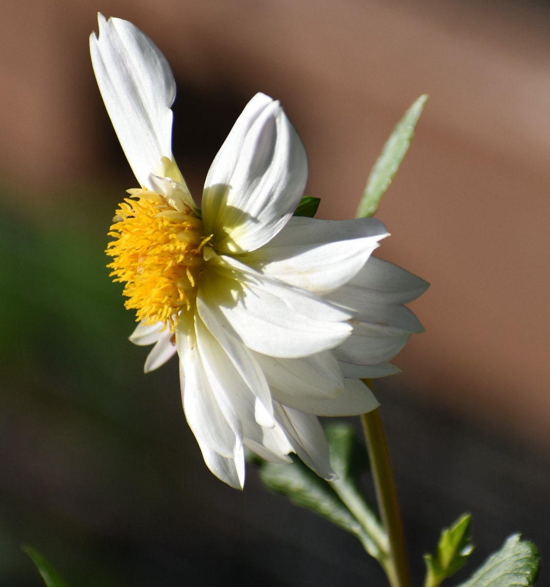 Happy Friday!! Tgif 😃... 
#mygarden #FlowersOnFriday #FlowersonX #GardeningX
