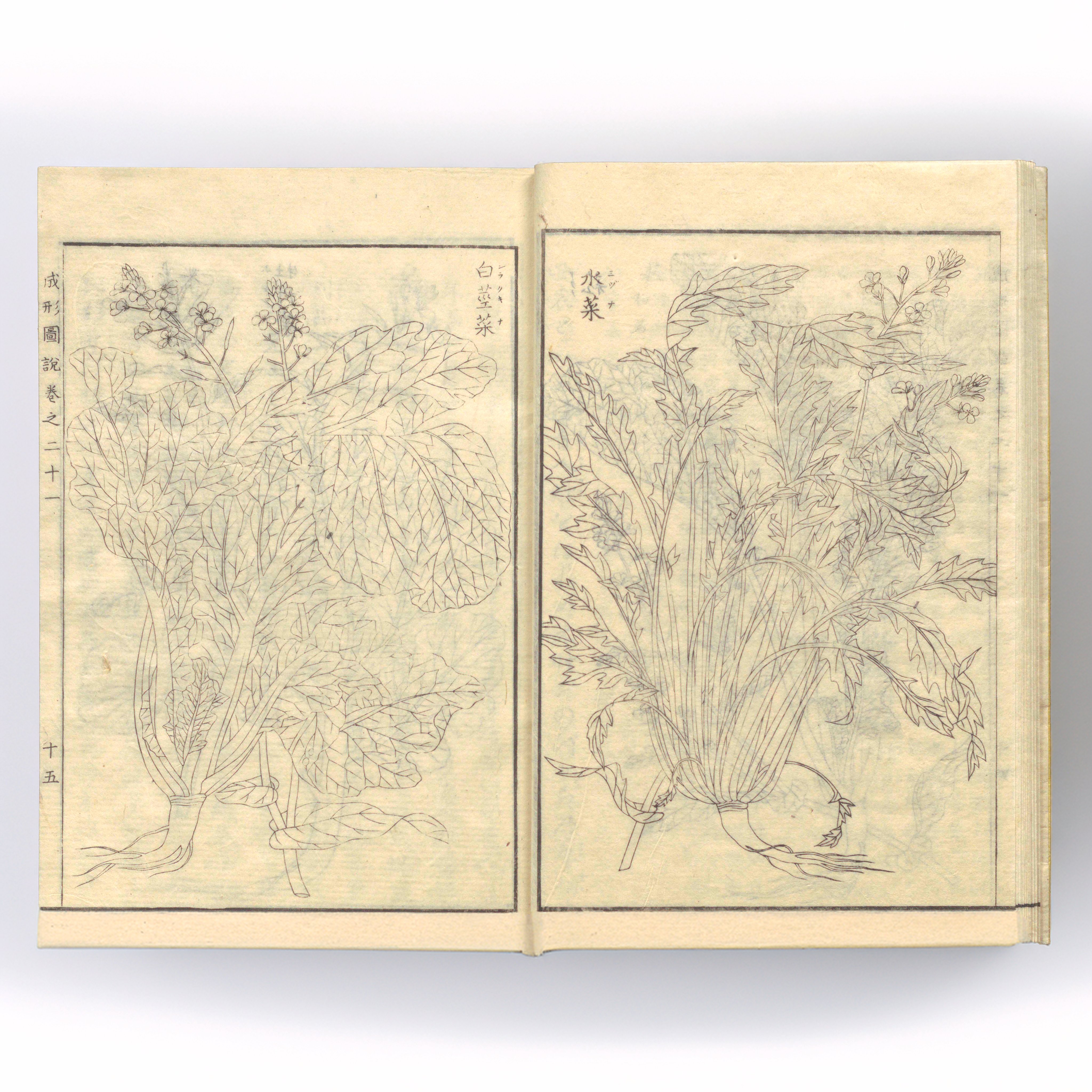 ★「新宿御苑に於ける和菊の伝統的栽培法写真図説」　東京農業大学図書館　（二冊） ☆「新宿御苑に於ける和菊の伝統的栽培法写真図説」 東京農業