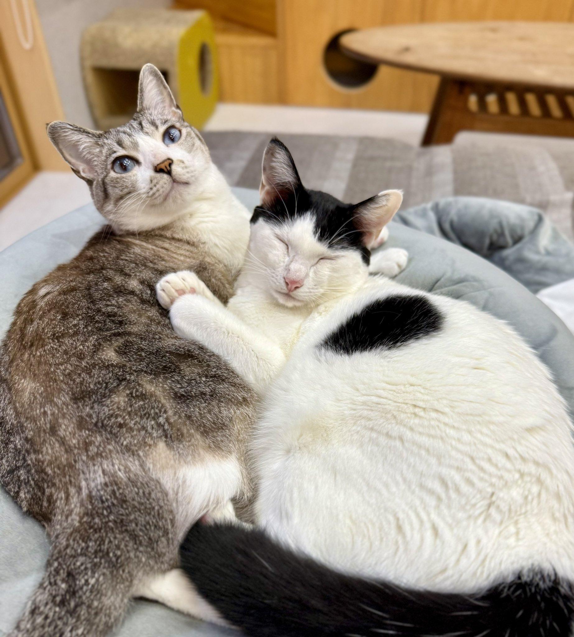 自分が思う最高の猫画 自分が思う最高の猫画
