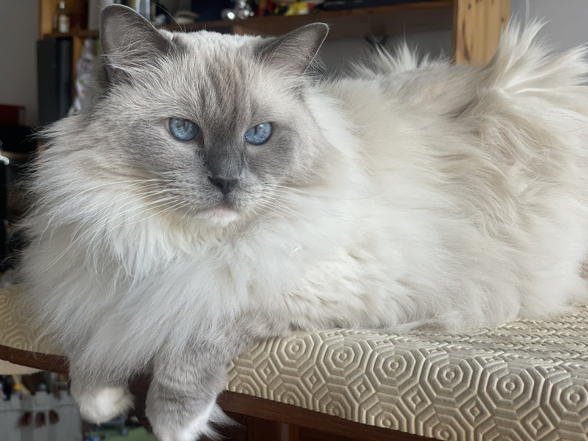 Happy #Felinfriday ! Partagez une photo de votre chat avec le hashtag #FelinFriday en citant <a href="/JamaisMaurice/">Jamais sans Maurice</a> - il choisira THE best 😻