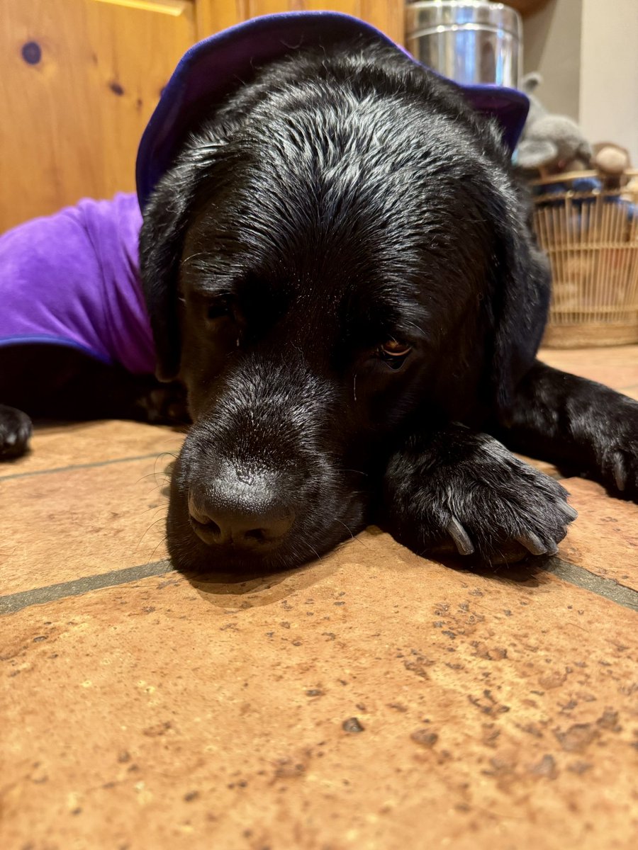 Jim unimpressed at his #soggydoggy status after the wettest walk in months 💦