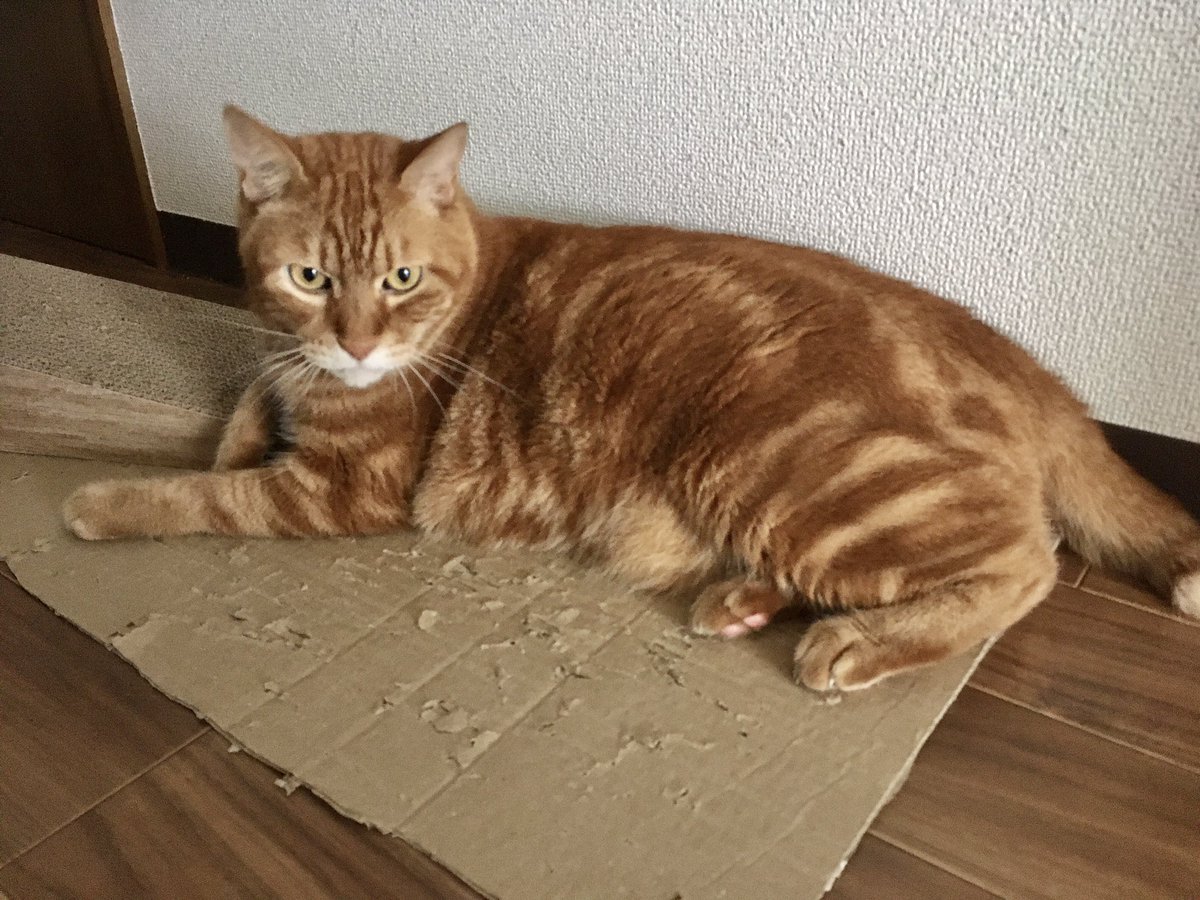 Muginyan_go's tweet photo. むぎです🐱

最近新しい段ボールが来ないにゃ。 https://t.co/yuhV7QuolO