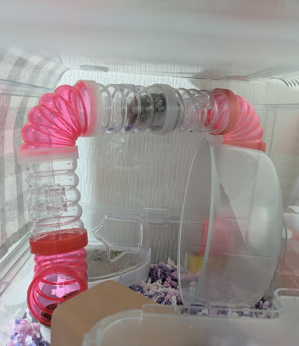 mofu_watachan's tweet image. 食後の定位置。

 #ハムスター
 #さくらこ