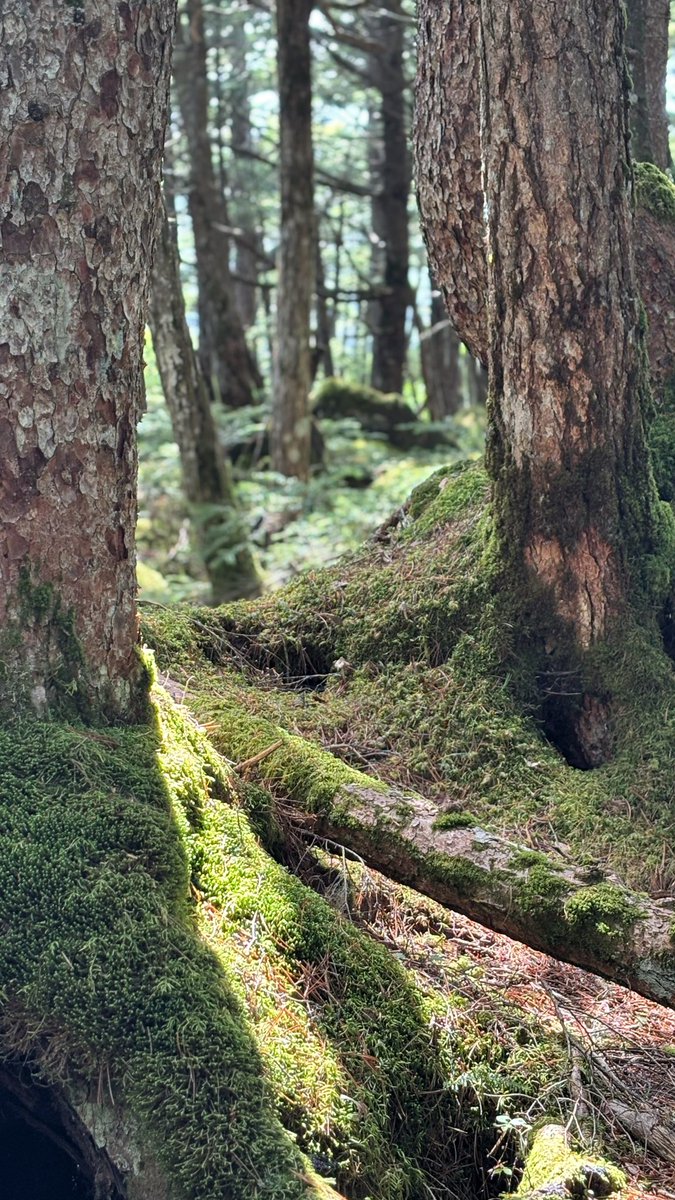 もののけ姫が大好きだという同志の皆様、長野の「白駒の池」に行こう。
めちゃくちゃ苔の雰囲気が良い！！