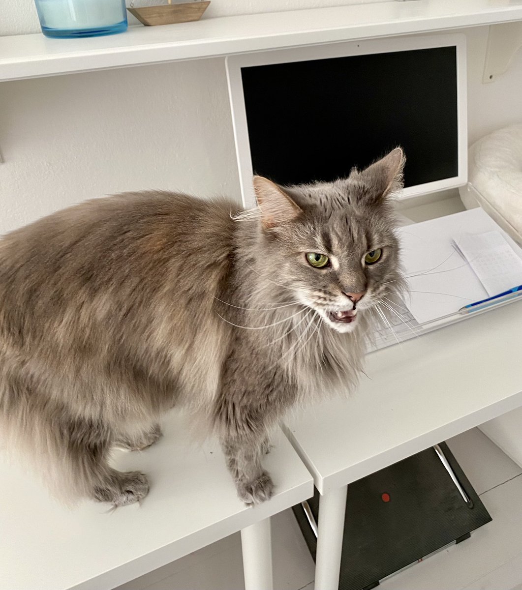 noa♡ Noa Hoshizaki | Cardfight!! Vanguard Wiki | Fandom