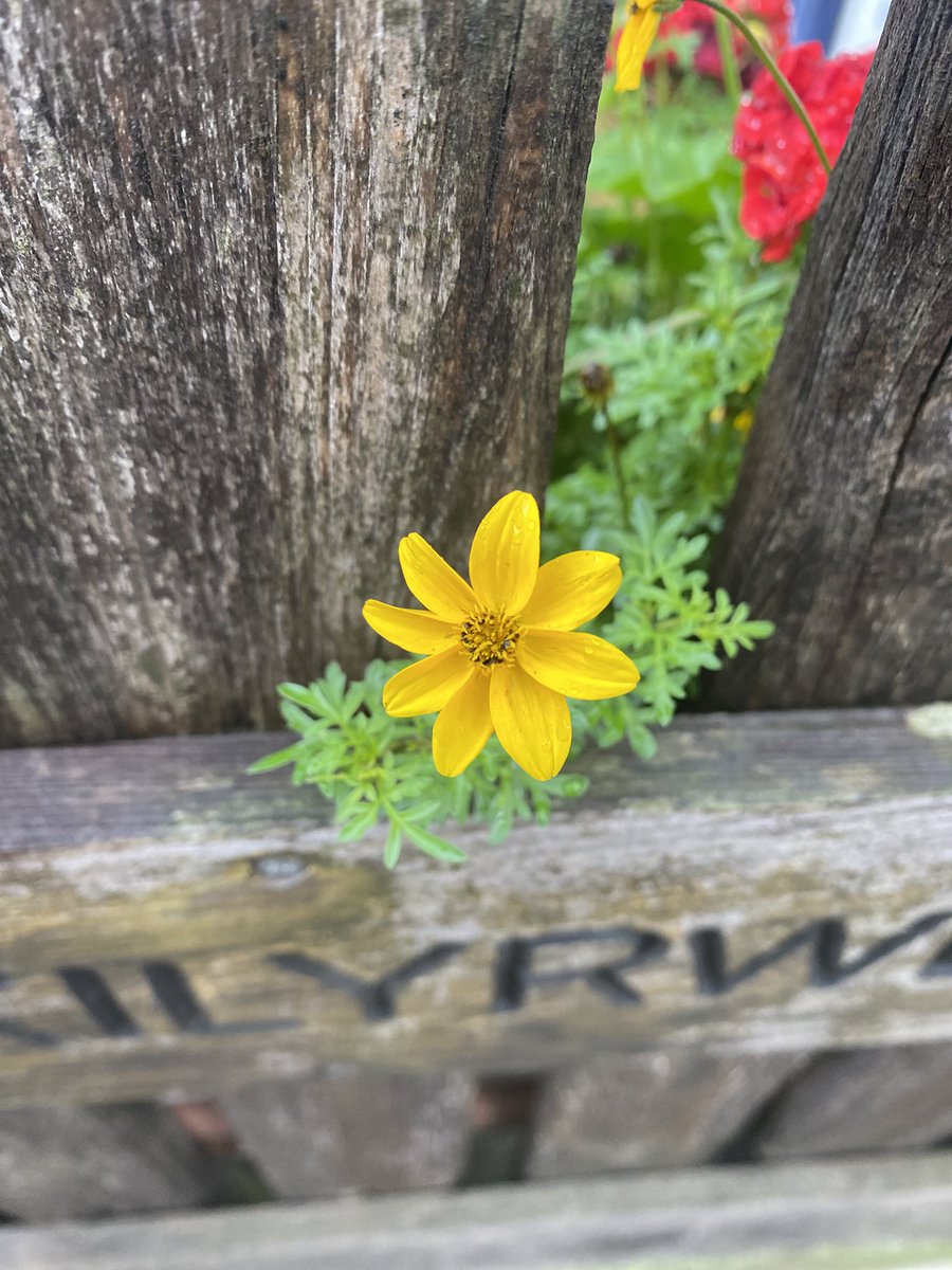 Sonia Zuccaro tweet media