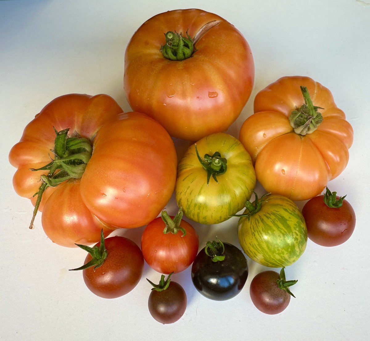 Walnut Kitchen Garden 🌶🫑🌼🍅🥦🌸🫐🍒🌿 tweet media