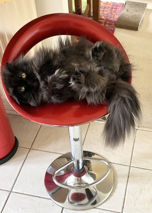 Giving the floof a good old airing then I’m out in my catio to catch some rays before the rain comes later! 😻 #jellybellyfriday #Hedgewatch