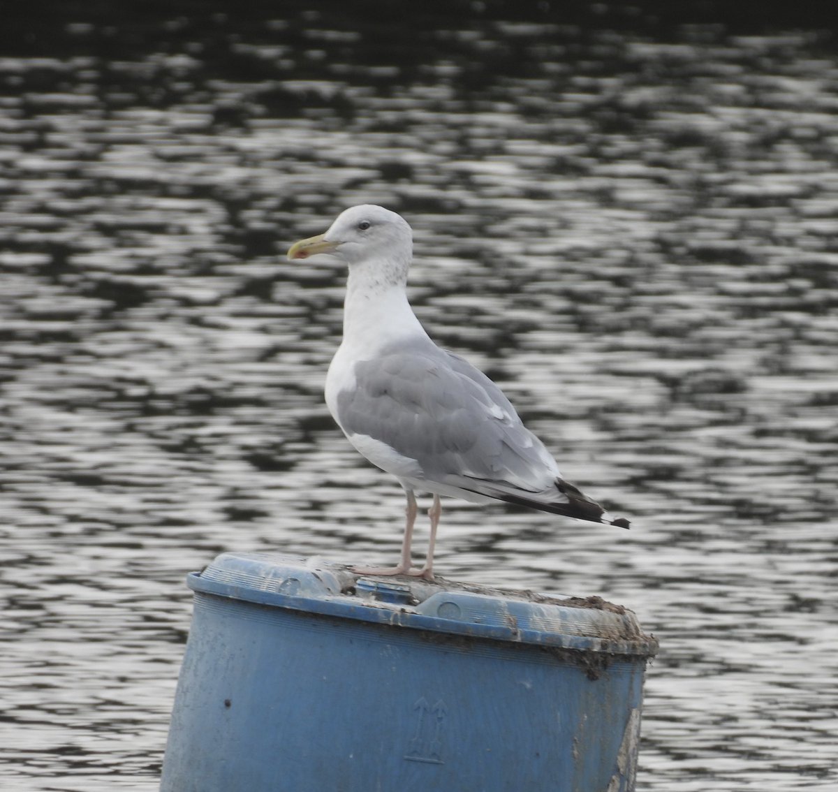 Dan (@s_dan09) on Twitter photo The returning adult male Caspian gull βGeorgeβ, probably not a 100% pure bird as lacks some Caspian features, a large bird sat on one of the buoys on sailing pit. Thanks to <a href="/simrob500/">simrob500</a> for help with the ID. <a href="/NottsBirders/">Notts Birdwatchers</a> <a href="/AttenboroughNR/">Attenborough Reserve</a> The returning adult male Caspian gull βGeorgeβ, probably not a 100% pure bird as lacks some Caspian features, a large bird sat on one of the buoys on sailing pit. Thanks to <a href="/simrob500/">simrob500</a> for help with the ID. <a href="/NottsBirders/">Notts Birdwatchers</a> <a href="/AttenboroughNR/">Attenborough Reserve</a>