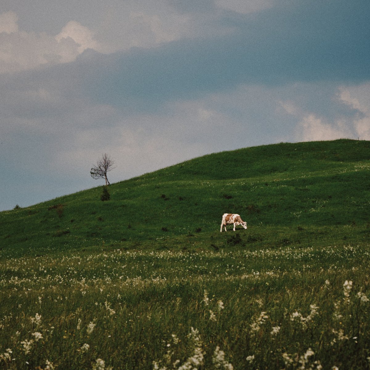 Doru Butz tweet media