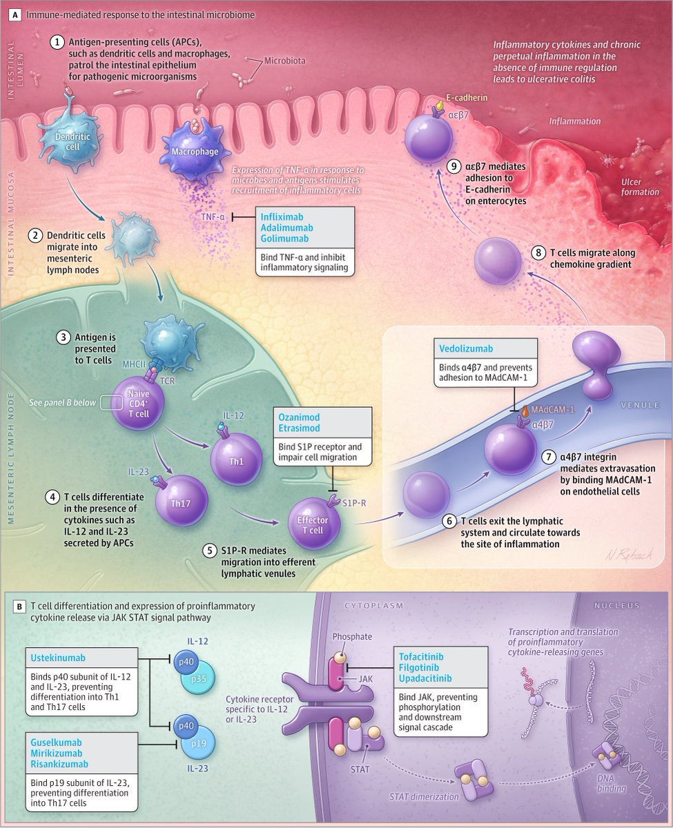 Resumen de la biología y los mecanismos de tratamiento de la EII ⚙️🎯

📸: jamanetwork.com/journals/jama/…
