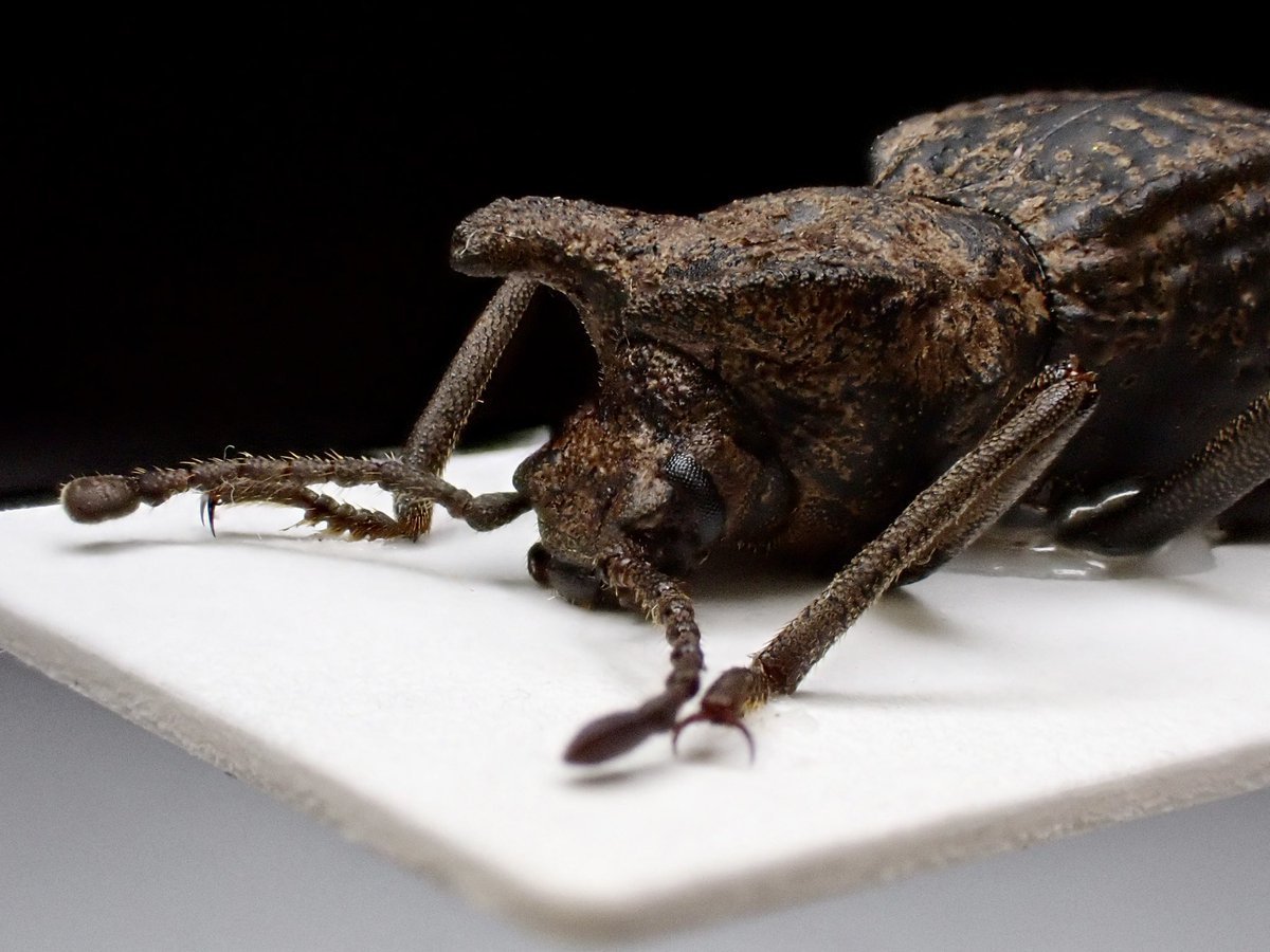 美しい木の実のようなキリアツメ【標本】 美しい木の実のようなキリアツメ【標本】