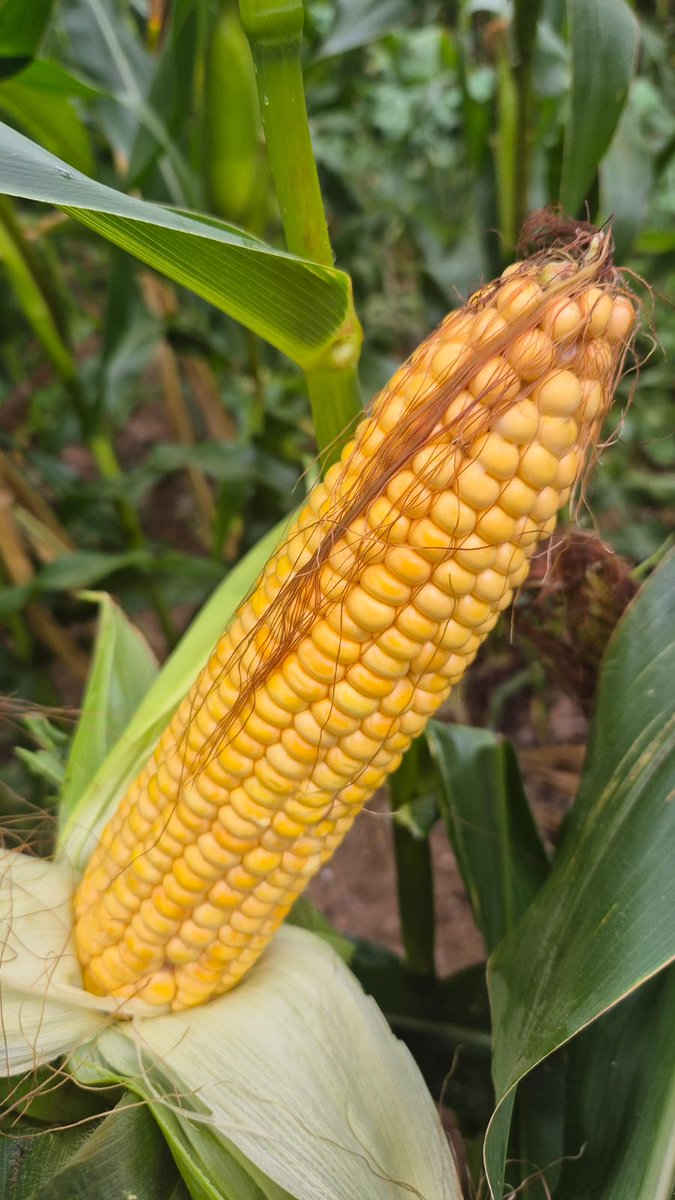 DLF Seeds IRL tweet media