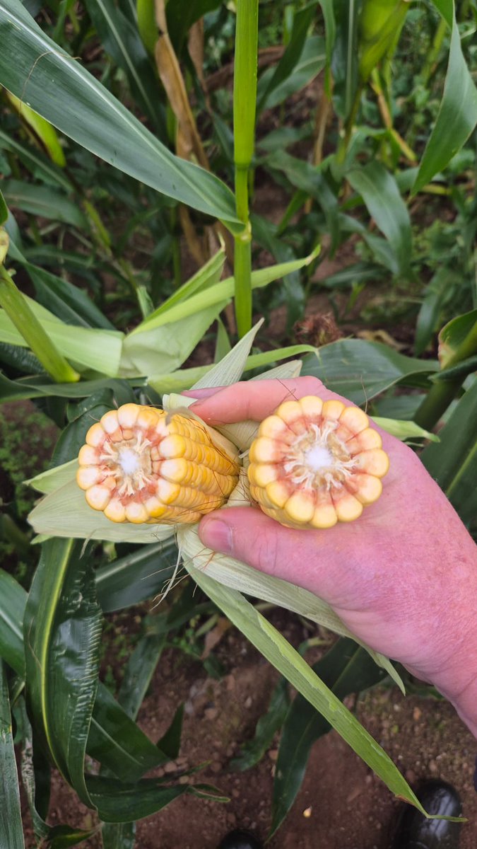 DLF Seeds IRL tweet media