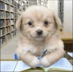 if i work hard enough.. ill get a position at big dog's . big corporation .. ill be in the BIG leagues .. all the treats i want ..