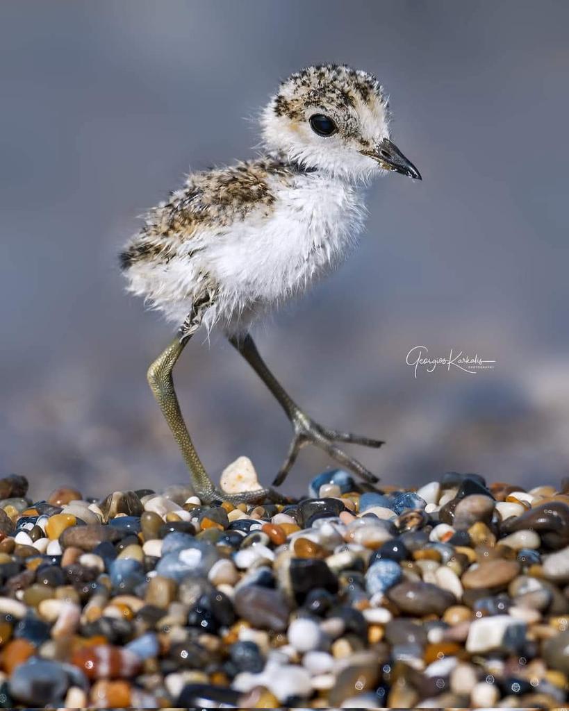 Για να έχει ο μικρούλης μια ευκαιρία επιβίωσης, σεβόμαστε το σπίτι του! 
🙏🐦 Αφήνουμε ΧΩΡΟ στην άγρια ζωή

❌️ Αυτοκίνητα κ.λπ. στο πάρκινγκ και όχι σε αμμόλοφους &amp; παραλίες!
❌️ Παίρνουμε μαζί τα σκουπίδια μας

🙂 Για να μένουμε όλοι/ες ασφαλείς στις βόλτες &amp; τις διακοπές μας