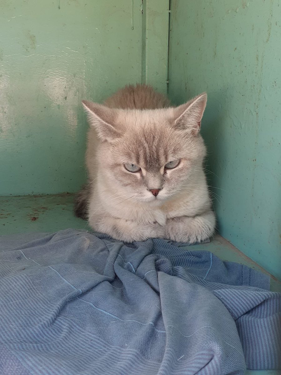 Çöp gibi bırakılmış‼️
Salı gecesi sahibi getirip Nilüfer Belediyesinin güvenlik önündeki kafesine kapatıp gitmiş. Aç ve susuz kimse fark etmemiş. Çarşamba günü oraya gelen bir gönüllü fark ediyor. 
2 yaşında, çok sakin bir can.
Haftasonuna girmeden yuva bulabilir miyiz ordan