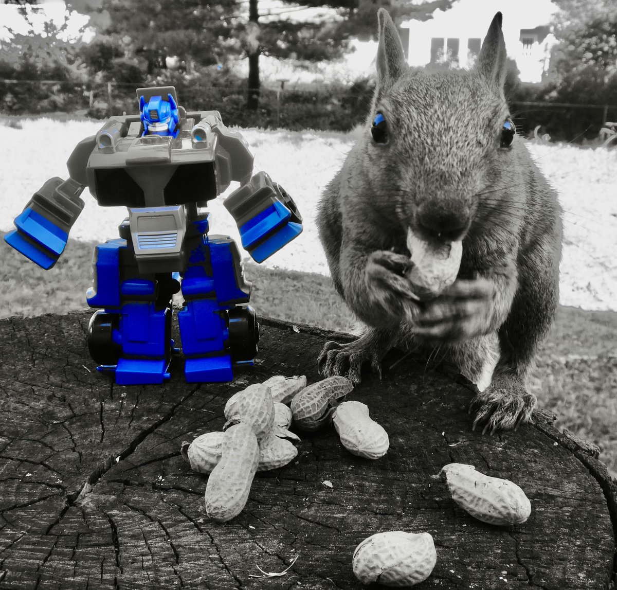 Getting ready to transform into weekend mode... #Transformers #squirrels #fridaymorning #FridayFeeling #wildlife