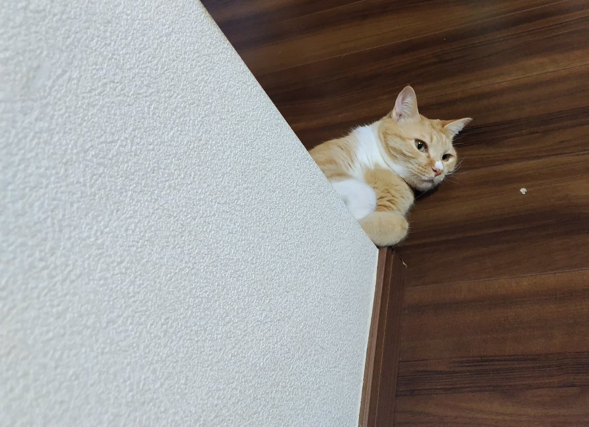 みお (@mi_nyan_o) on Twitter photo 