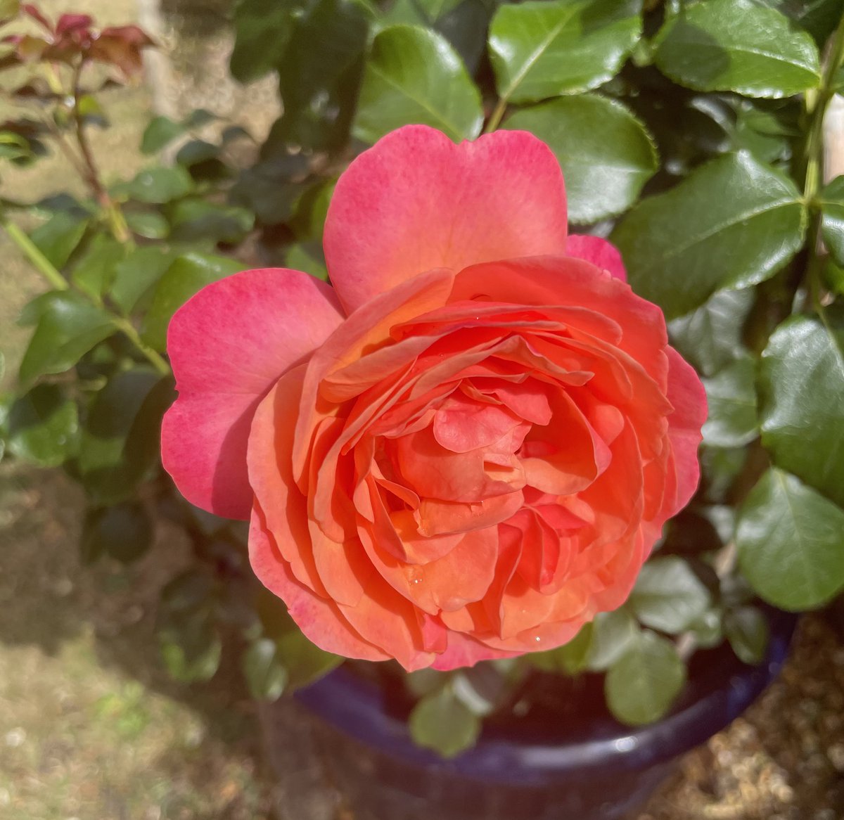 Might have mentioned we were desperate for rain… not any more! Torrential downpours last night. Won’t be needing to water pots today!
Have a good weekend everyone, take care.
Coral Gardens, Rose of the Year 2026 (before the rain).
#FridayFlowers #roses #GardeningX