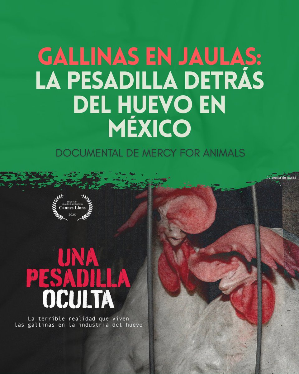 En México, millones de gallinas viven atrapadas en un sistema cruel. El 91% de los huevos que se consumen provienen  de gallinas enjauladas, y este país es el mayor consumidor de huevo en el mundo: más de 23 kg por persona al año.  Vídeo de <a href="/MFA_Latino/">MercyForAnimals LAT</a> 
youtube.com/watch?v=WfAyL8…