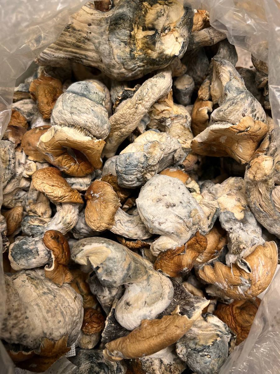 Golden teacher's shrooms available 🍄