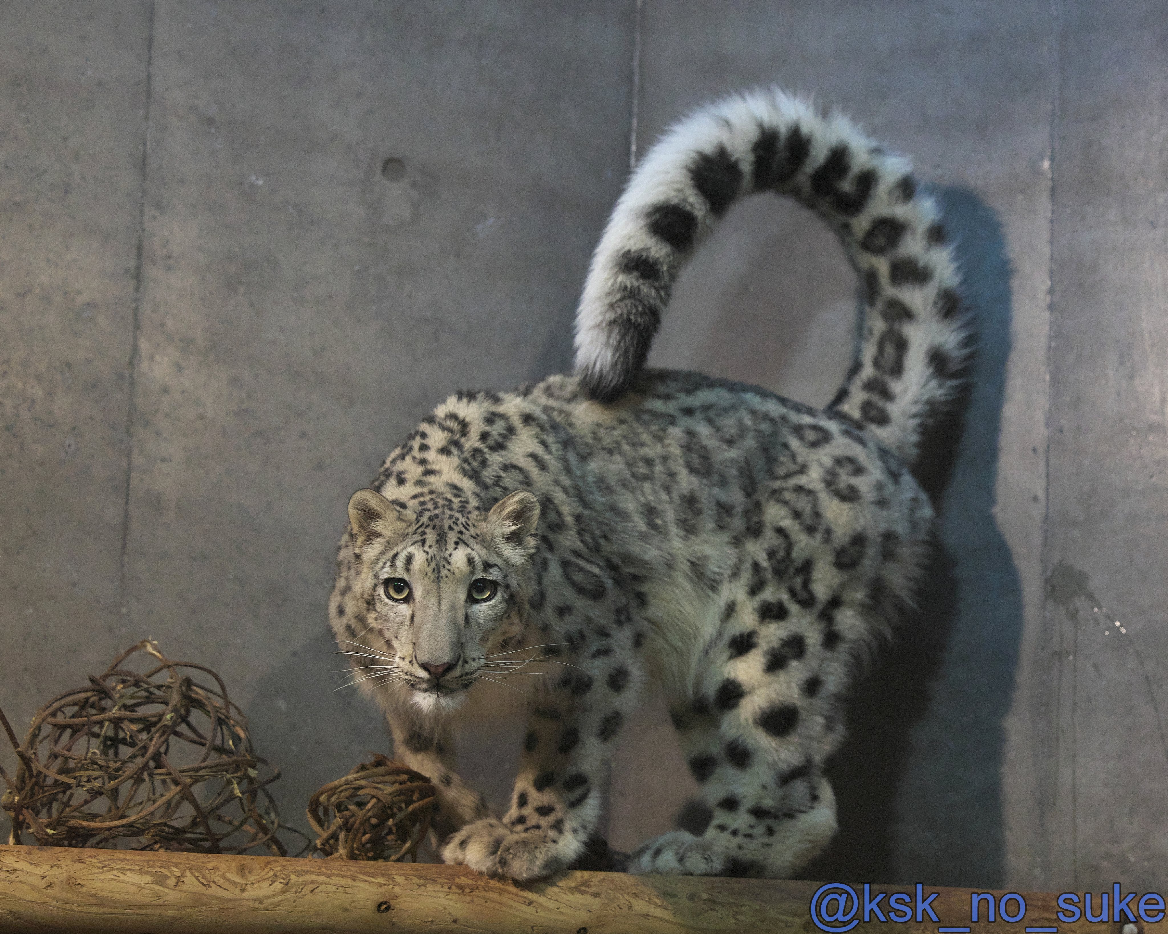 ⭐︎雪丸ページ⭐︎のびねこ新潟2種⑦ ⭐︎雪丸ページ⭐︎のびねこ新潟2種⑦ ⭐︎雪丸様専用