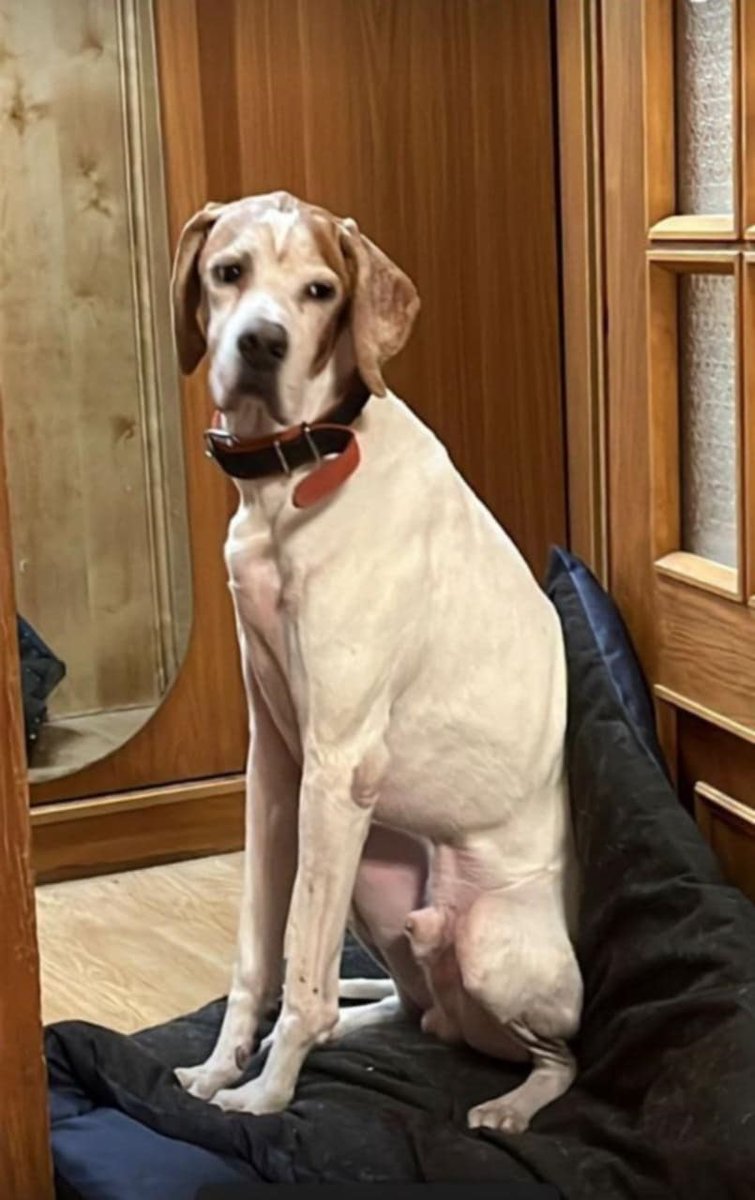 🆘🆘🆘Тула, Тульская область, Московская область. Обращаемся к вам с огромной болью и просьбой о помощи. Ищем нашего члена семьи — собаку по кличке Йен породы пойнтер.
☎+7 919 076-26-27

#помогитенайтийена #пропалпойнтер #пойнтерйен
1/4 ⤵️