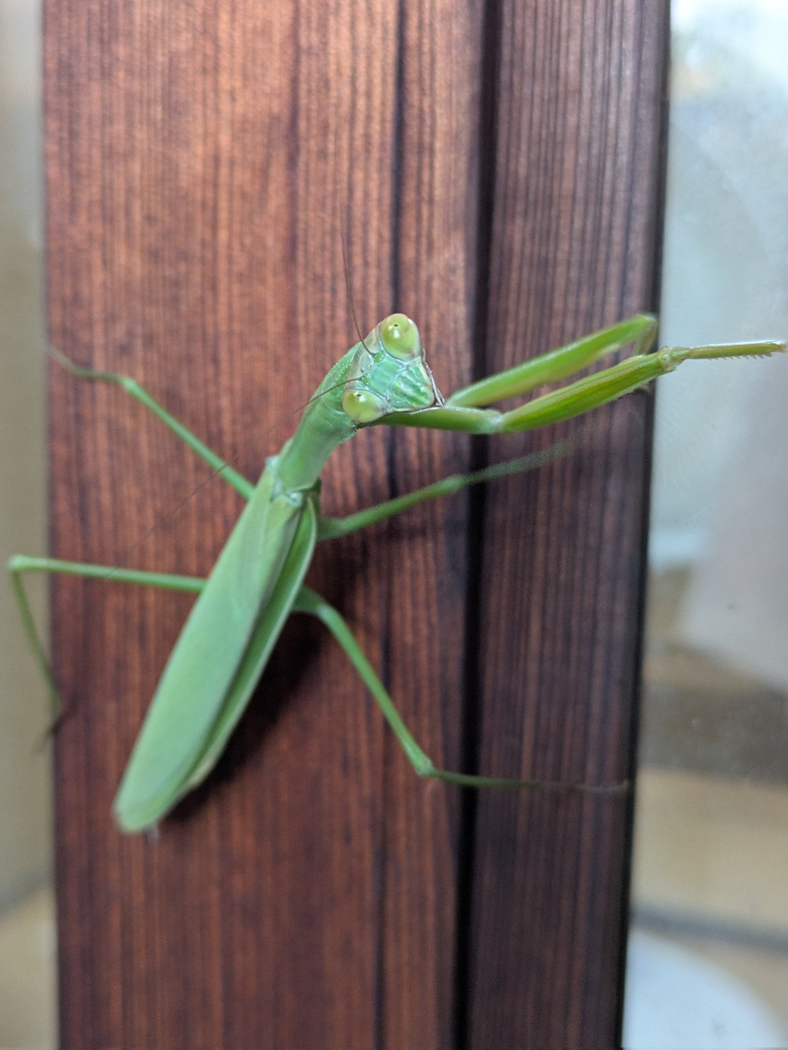 T 大樋焼　香合　蟷螂　カマキリ　盛り上げ図　黄布　合わせ箱 T 大樋焼 香合 蟷螂 カマキリ 盛り上げ図 黄布 合わせ箱 大樋焼 立貝