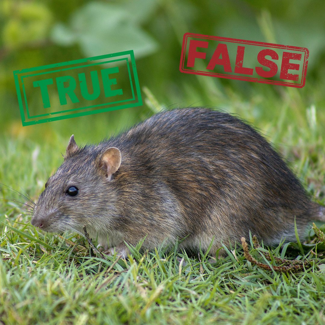 True or false?  🤔

“Rats only come out at night.”

*
*
*

FALSE! Rodents are adaptive – if there’s less human activity, they’ll   switch to daytime foraging. This can make infestations harder to track.

Know the signs, not just the schedules.