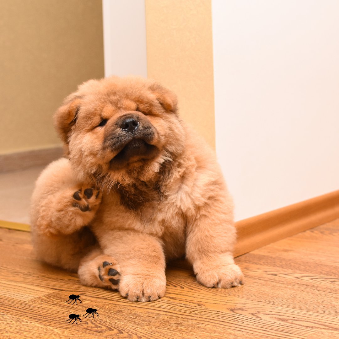 Fleas on the rise? 🐾

Fendona® 6 SC delivers powerful knockdown and long-lasting protection –   ideal for seasonal spikes in homes, hospitality, and housing.

✔️ Proven on porous surfaces
 ✔️ Low odour, easy to apply
 ✔️ Great for repeat callouts
🧼 Stay ahead of infestations: