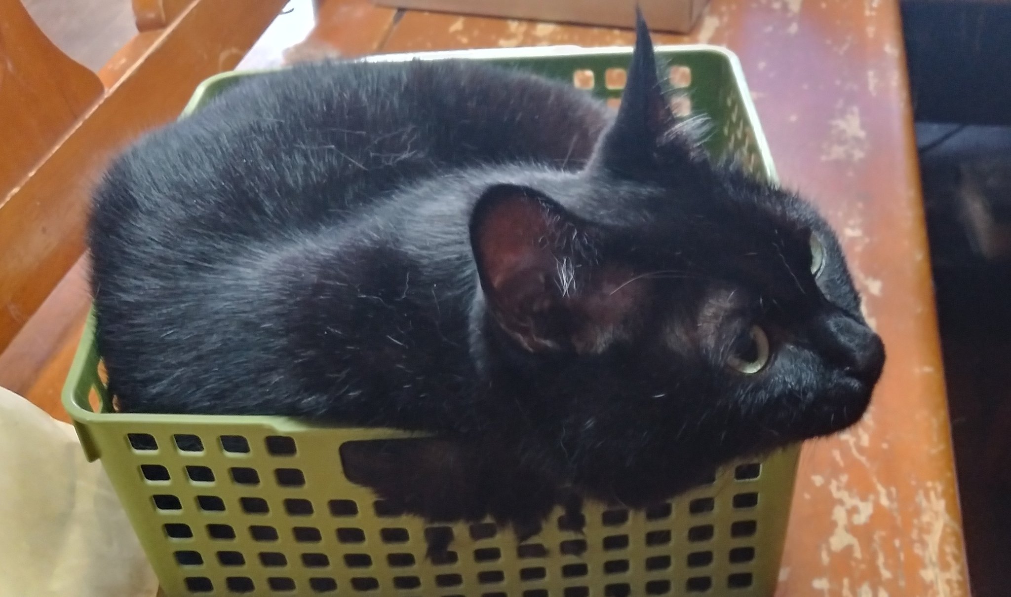 黒猫様omblk翌日発送 御猫番衆 on X: 