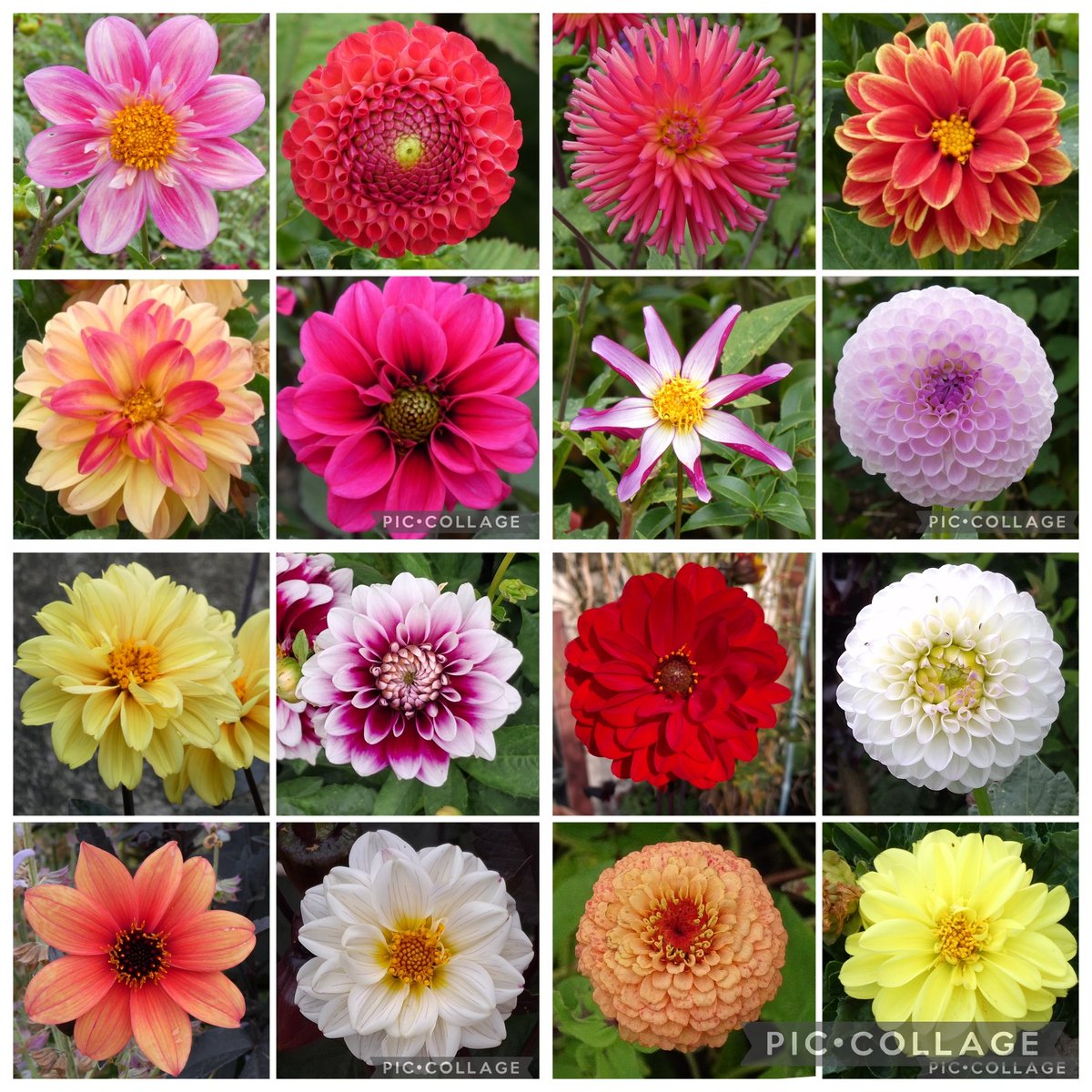 Time for the 2025 #Dahlia of the year post. I give it to the ever magnificent Bishop of Llandaff growing in our garden. #FlowersonFriday.