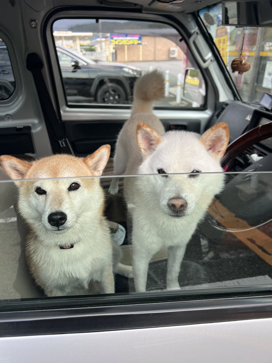柴犬みかんQちゃん父ちゃん tweet media